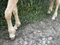 حصان, Palomino — الصورة 6