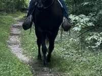 حصان, French Trotter — الصورة 6