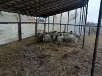 كبش, Romanov sheep — الصورة 1