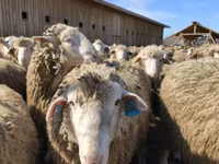 Ram, Sheep — photo 4