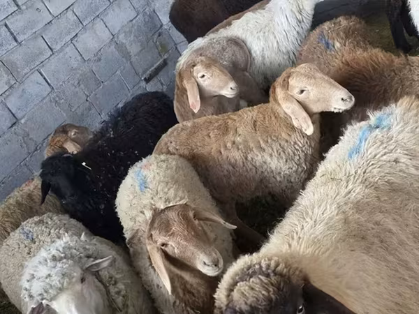 Койлор