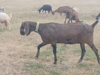 عنزة, Nubian Goat — الصورة 1