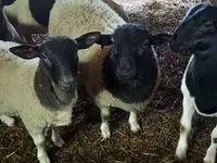 كبش, Dorper sheep — الصورة 2