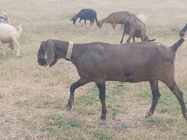 عنزة, Nubian Goat
