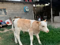 ثور, مونبليارد — الصورة 1