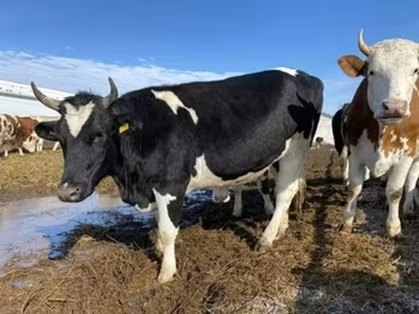 Russian Black pied cattle