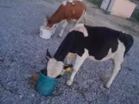 ثور, Swiss cattle — الصورة 7