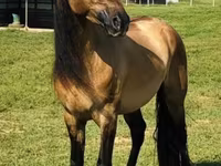 فرس, Rocky Mountain Horse — الصورة 2