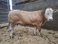 Bull, Blonde d’Aquitane cattle — photo 1