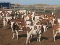 بقرة, Swiss cattle — الصورة 1