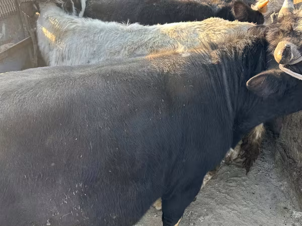 Cow, Cattle