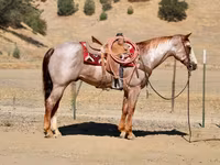 حصان, National Show Horse — الصورة 7