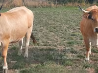بقرة, Aubrac cattle — الصورة 2