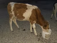 ثور, Swiss cattle — الصورة 3