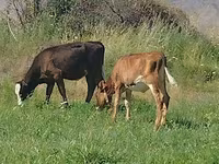 بقرة, Red Estonian cattle — الصورة 3