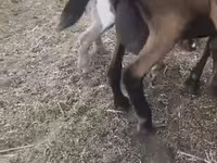 عنزة, Czech Brown Shorthaired goats — الصورة 2