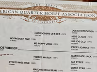 حصان, Quarter Horse — الصورة 3