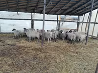 كبش, Romanov sheep — الصورة 2