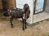 Goat, Kamori goats — photo 3