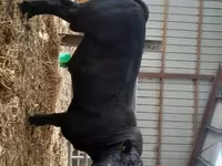 Bull, Cast cow — photo 1