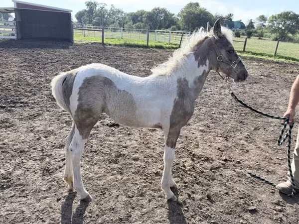 فرس, Pinto horses