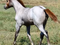 فرس, Quarter Horse — الصورة 4