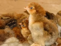 Chickens — الصورة 3