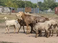 كبش, Hissar sheep — الصورة 1