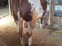 ثور, Simmental cattle — الصورة 2