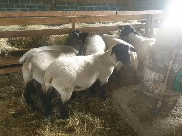 نعجة, Baerchuke sheep