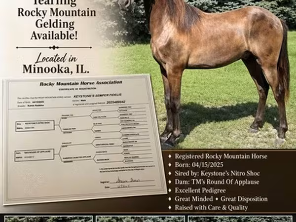 حصان, Rocky Mountain Horse