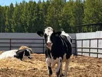 Cow, Holstein breed — photo 6
