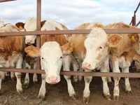 ثور, Simmental cattle — الصورة 2