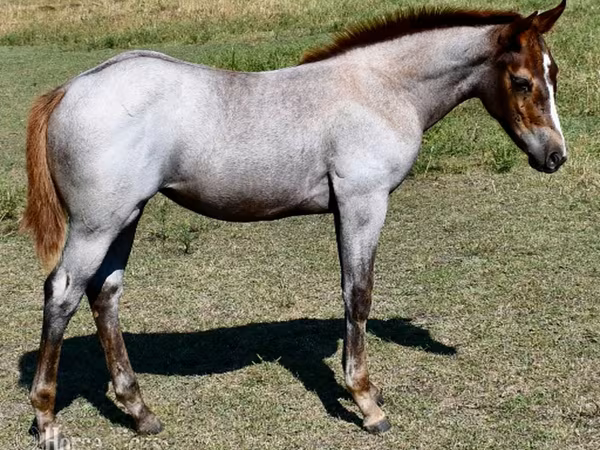 فرس, Quarter Horse