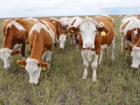 ثور, Simmental cattle — الصورة 1