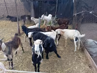 Billy Goat, Pomellata goat — photo 3