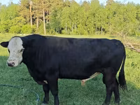 Bull, Holstein breed — photo 7