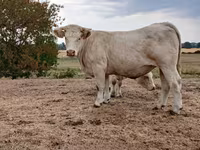 بقرة, Charolais cattle — الصورة 1