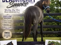 فرس, Rocky Mountain Horse — الصورة 1