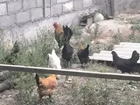 Chickens — photo 8
