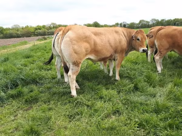 Razza bovina
