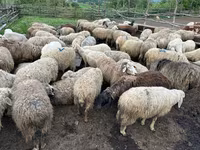 ثور, الماشية — الصورة 3