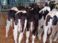 Bull, Holstein breed — photo 1