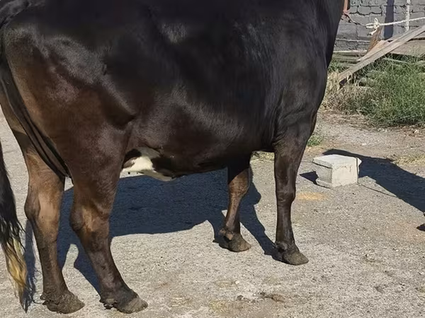 Φυλή Χολστάιν