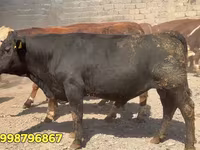 ثور, البقرة البيضاء الحمراء البيلاروسية — الصورة 2