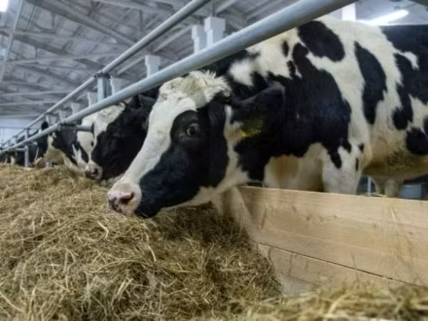 بقرة, Russian Black pied cattle