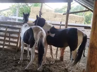 حصان, French Trotter — الصورة 3