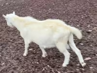 تيس, Saanen goat — الصورة 3