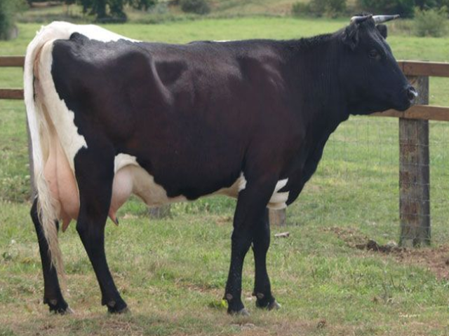 Raza Auliyeatin