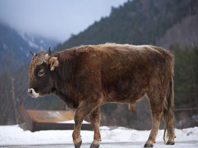 Vaca marrón del Cáucaso